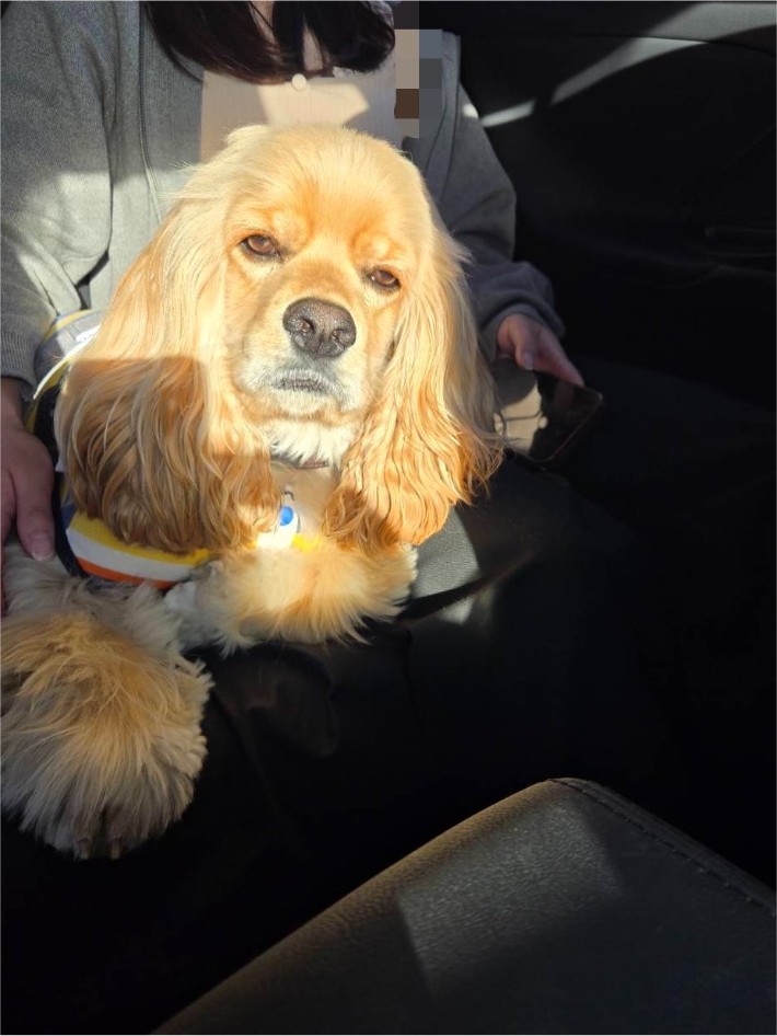 飼い主の腕に抱かれた犬の写真