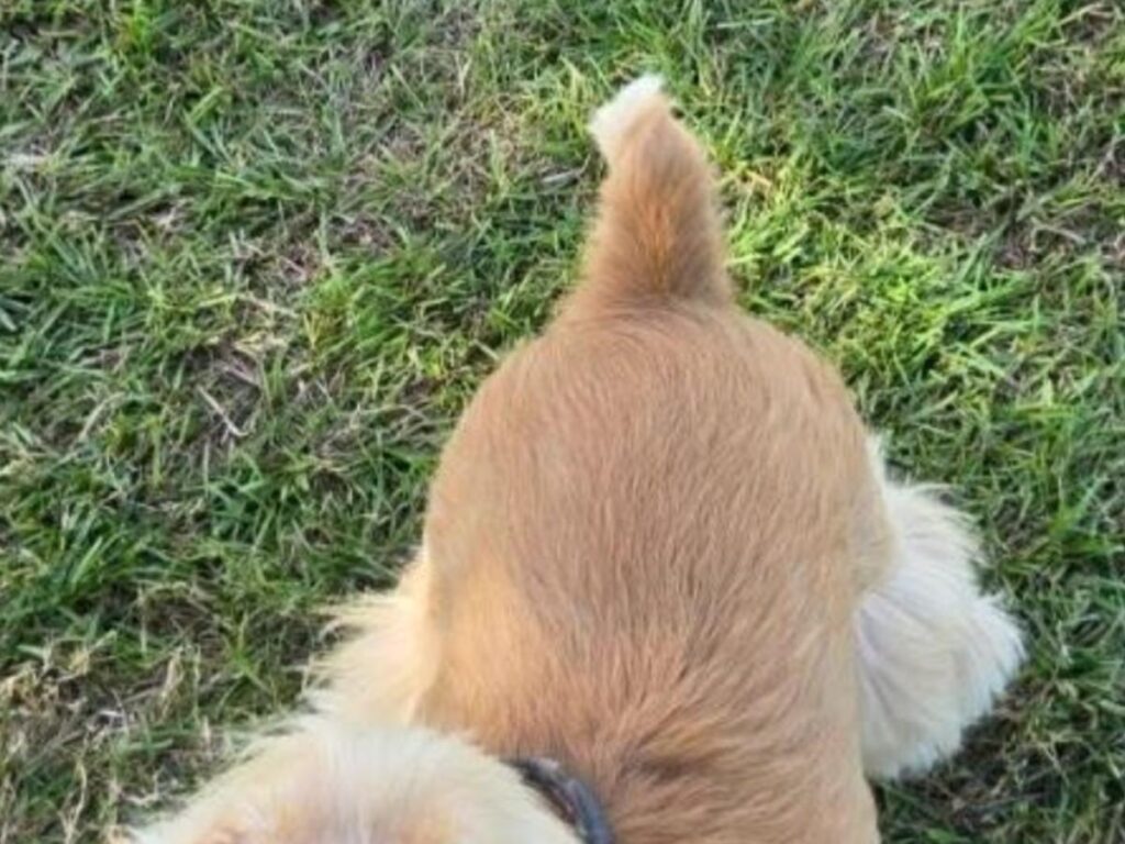 芝生の上にいる犬の写真