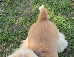 芝生の上にいる犬の写真