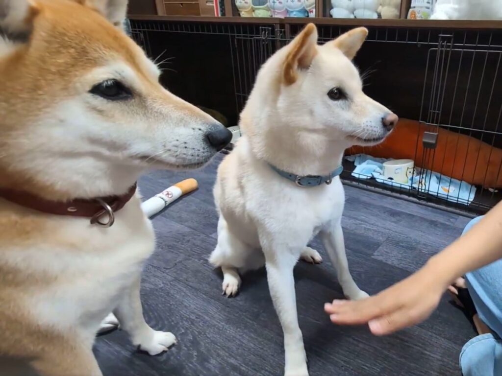 2匹の柴犬が座っている写真