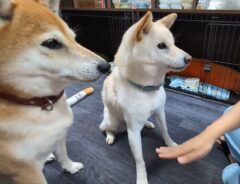 2匹の柴犬が座っている写真