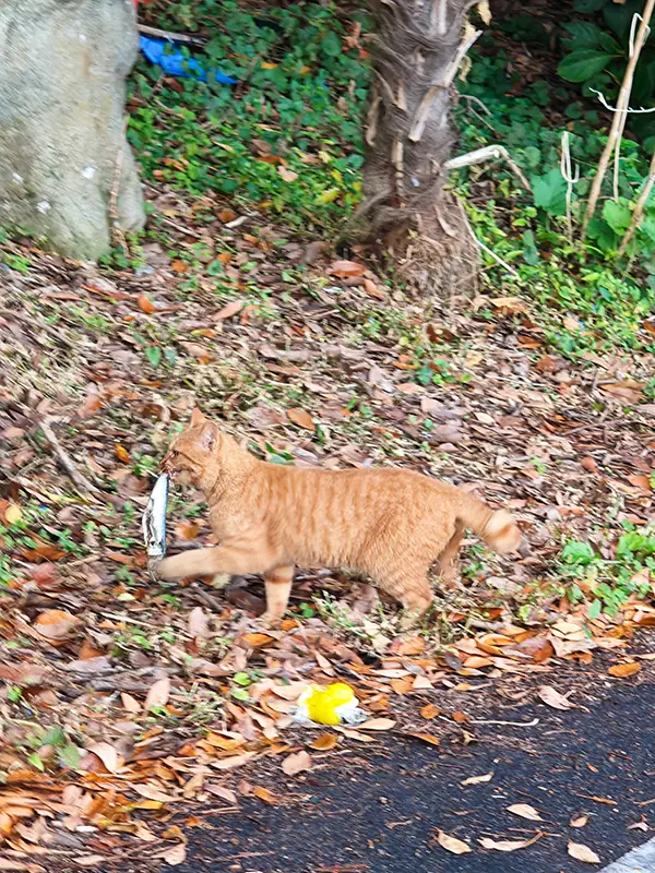 お魚をくわえたドラ猫の写真