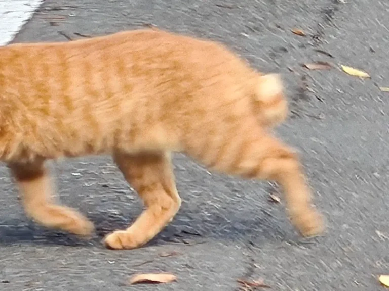 お魚をくわえたドラ猫の写真