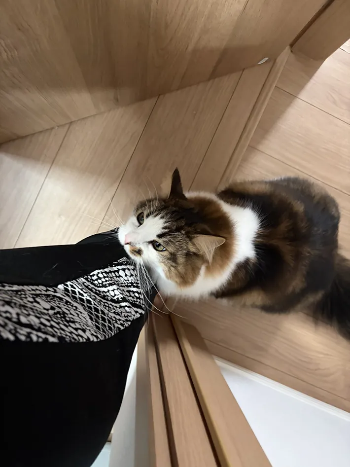 引き止めてくる猫の写真