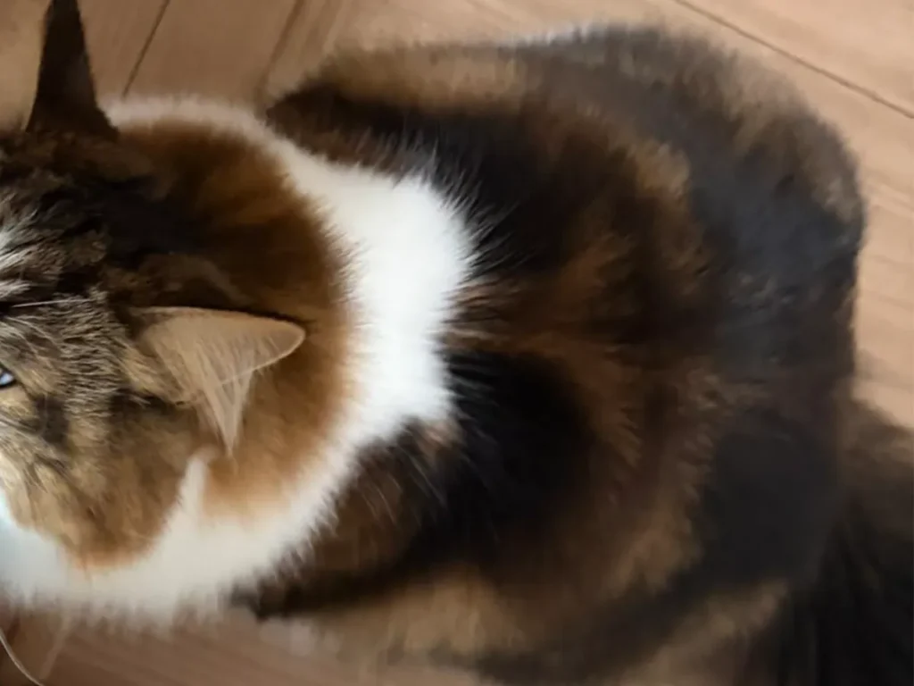 引き止めてくる猫の写真