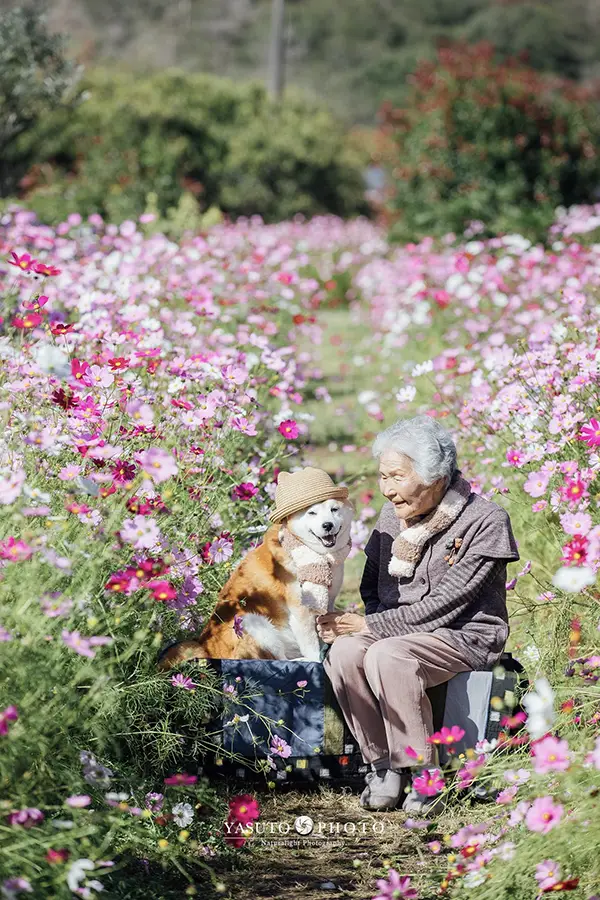 コスモス畑で微笑み合う祖母と柴犬の写真