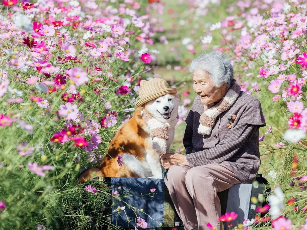 コスモス畑で微笑み合う祖母と柴犬の写真