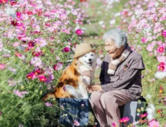 コスモス畑で微笑み合う祖母と柴犬の写真