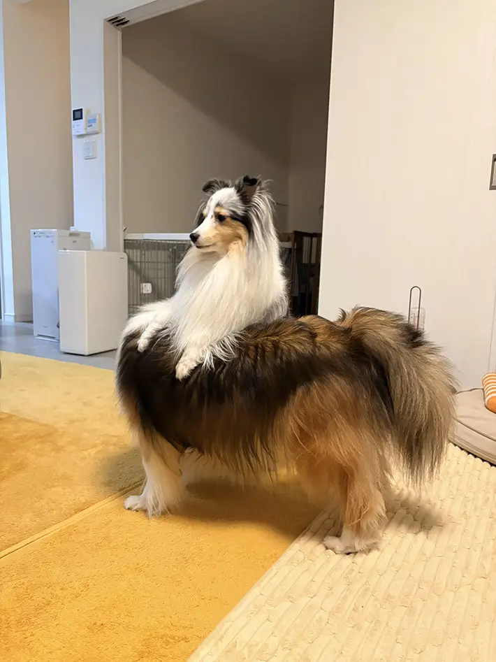 犬の写真