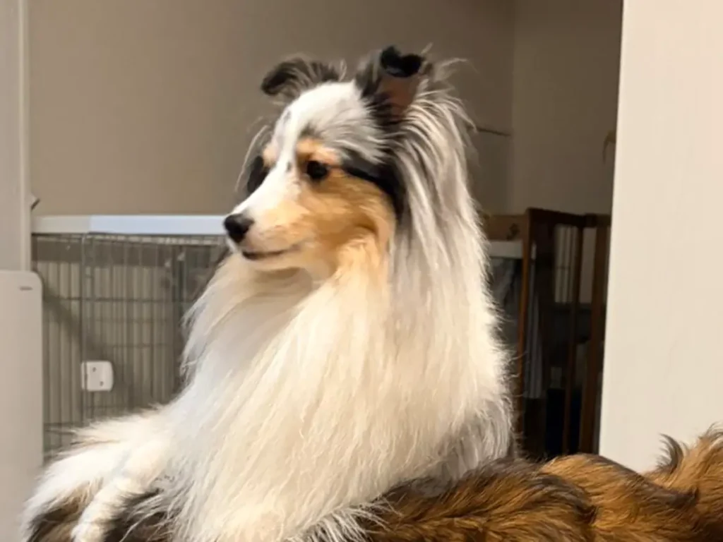 犬の写真