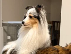犬の写真