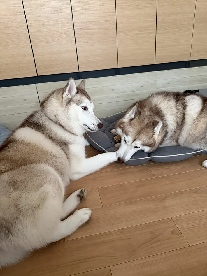 父親ハスキーに怒られる娘ハスキーの写真