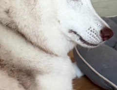 父親ハスキーに怒られる娘ハスキーの写真