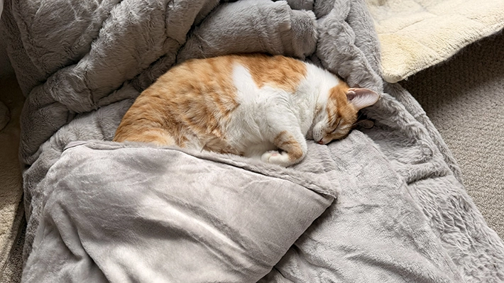 猫がこたつ布団の上で眠る画像