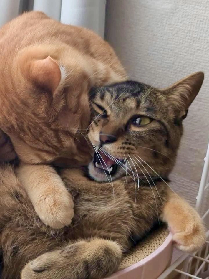 猫のディオくんと、シャオリーちゃんの画像