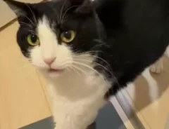 猫のおもちちゃんの画像