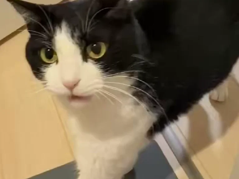 猫のおもちちゃんの画像