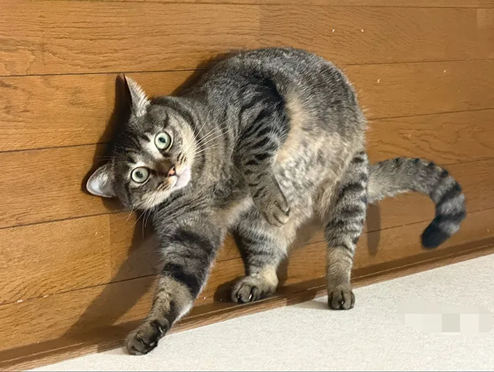 猫の写真
