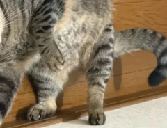 猫の写真