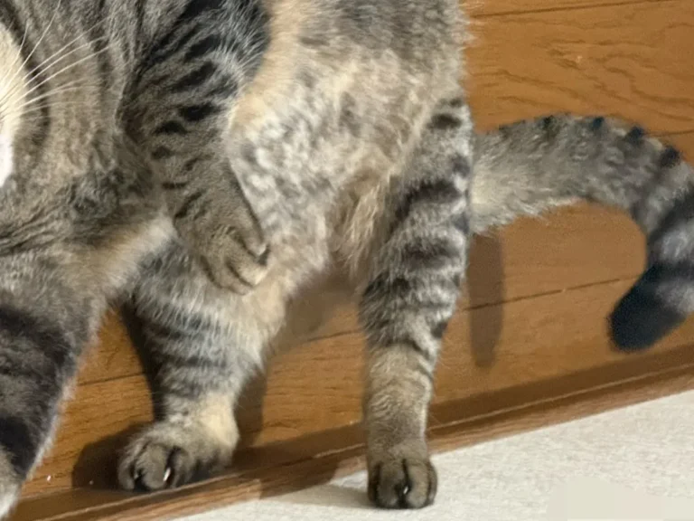 猫の写真