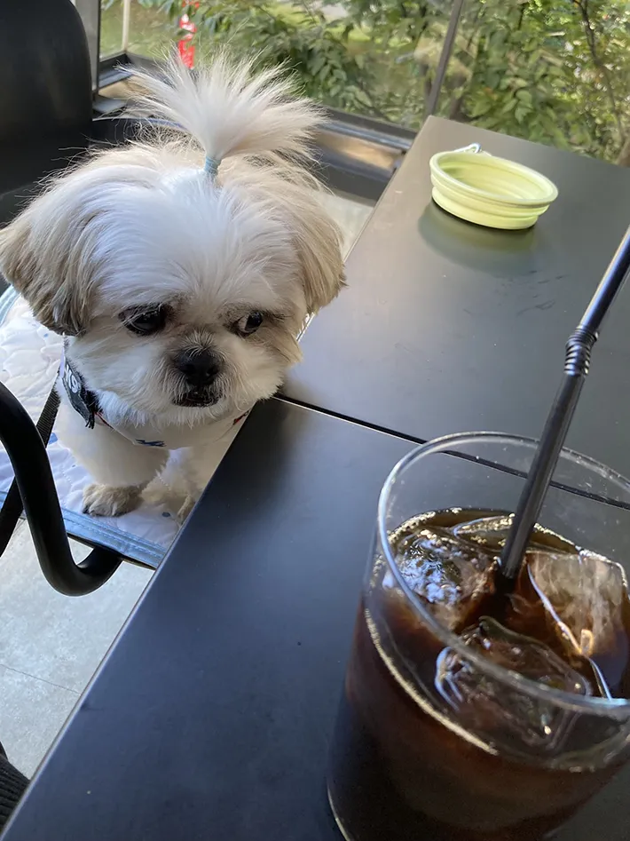 コーヒーを見るシーズー