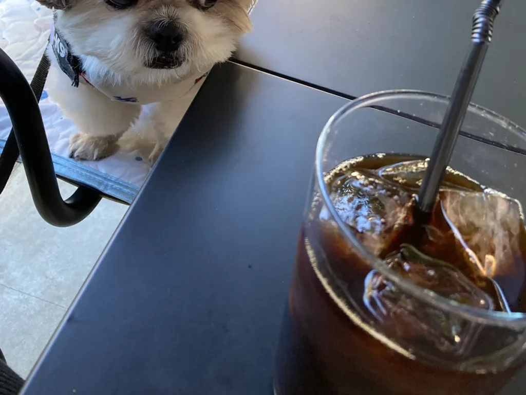 コーヒーを見るシーズー