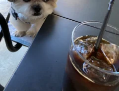コーヒーを見るシーズー