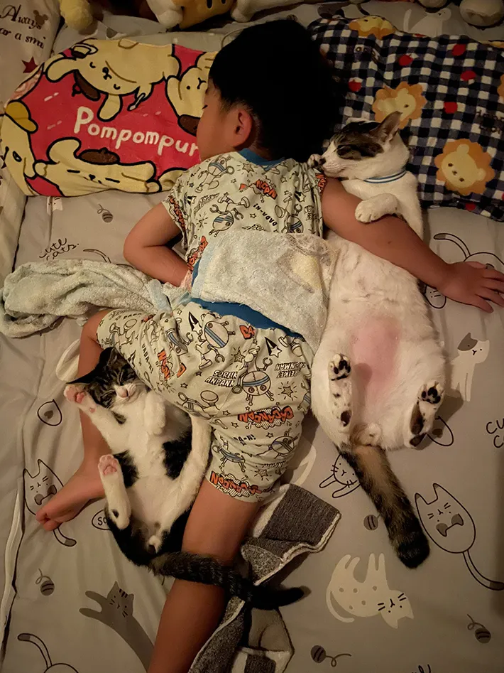 4歳児と猫の写真