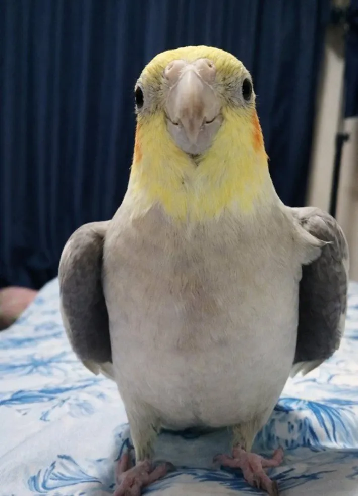 ドヤ顔を見せるオカメインコの写真