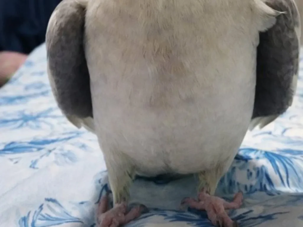 ドヤ顔を見せるオカメインコの写真