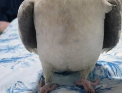 ドヤ顔を見せるオカメインコの写真