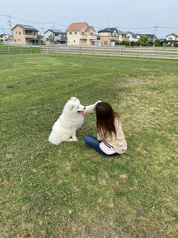 サモエドと飼い主の写真