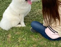 サモエドと飼い主の写真