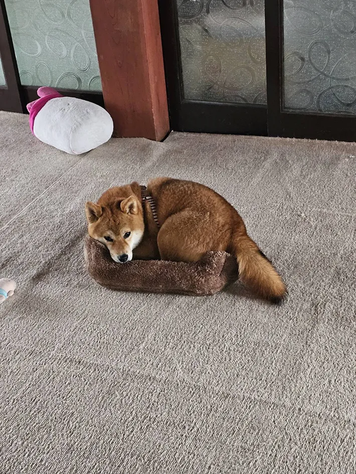 ベッドに収まる柴犬