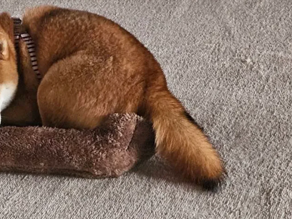 ベッドに収まる柴犬