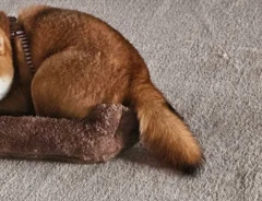 ベッドに収まる柴犬