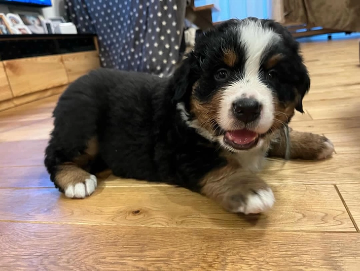 バーニーズ・マウンテン・ドッグの紅丸くんの子犬画像