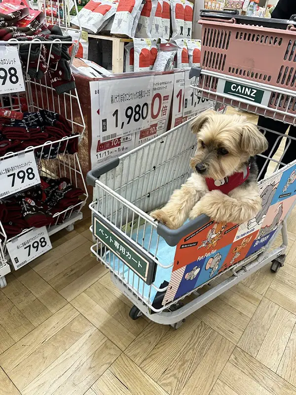 カインズのペットカートに乗る犬の写真