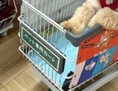 カインズのペットカートに乗る犬の写真