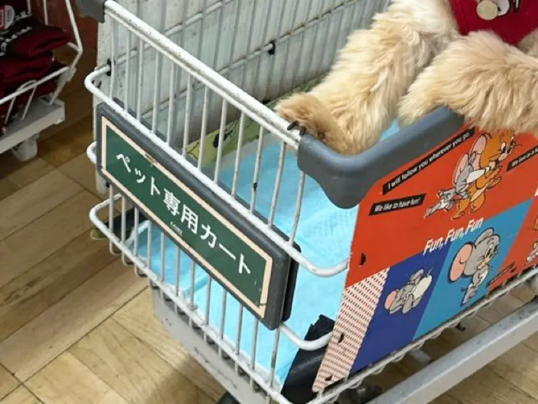 カインズのペットカートに乗る犬の写真