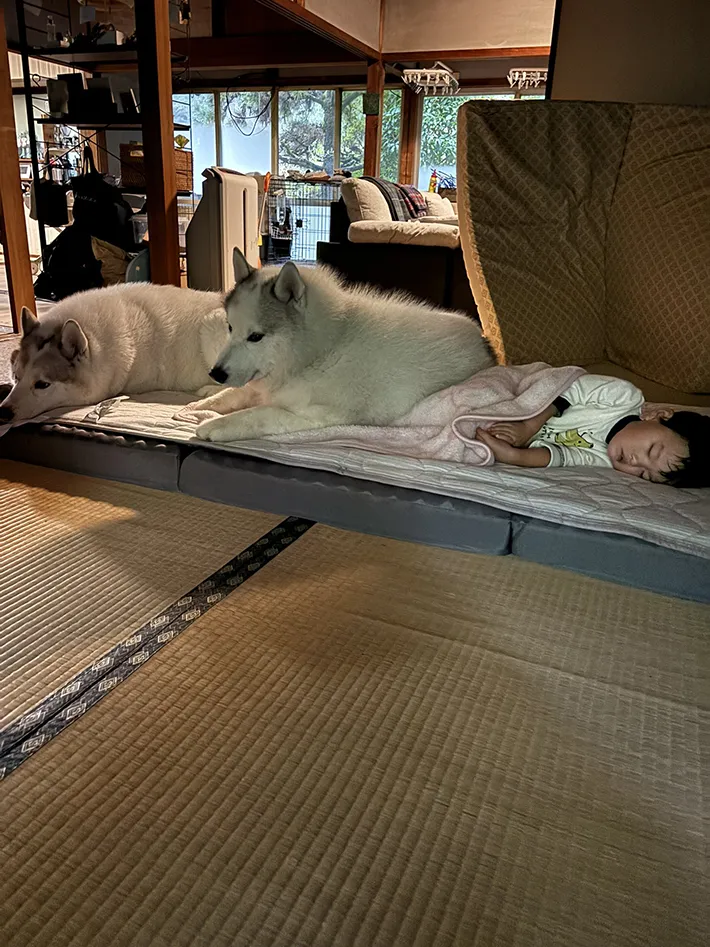 ハスキーと子供が寝ている様子
