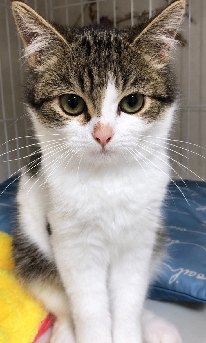生後4か月の子猫の画像