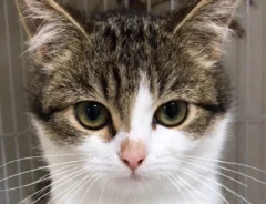 生後4か月の子猫の画像