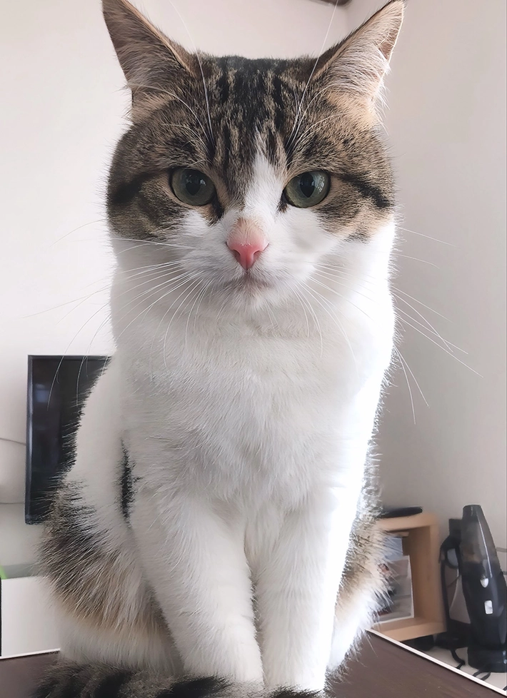 1歳の猫の画像