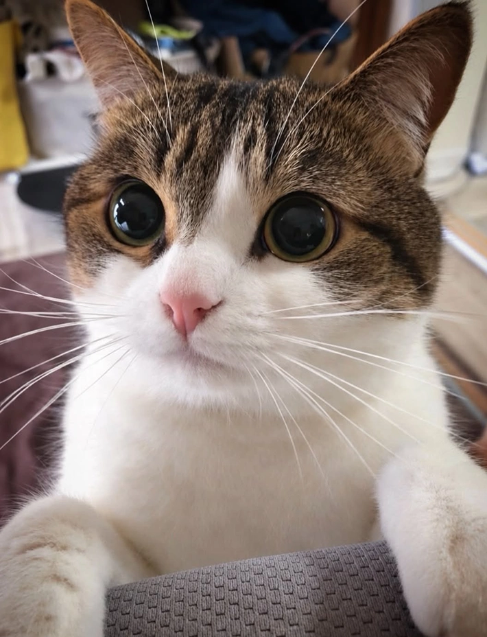 7歳の猫の画像